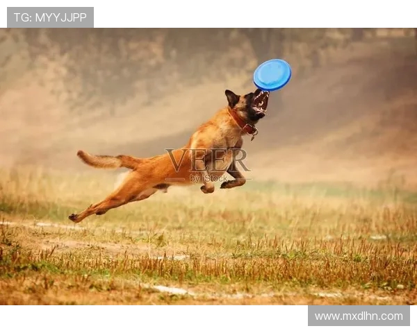 飞盘人生的追逐与梦想:赵强的成长与启示